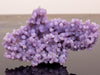 GRAPE AGATE, WHY WE CAN'T GET ENOUGH!