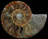 Ammonites