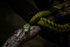 The magic, mythology and symbolism of snakes
