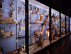 The History of Taxidermy