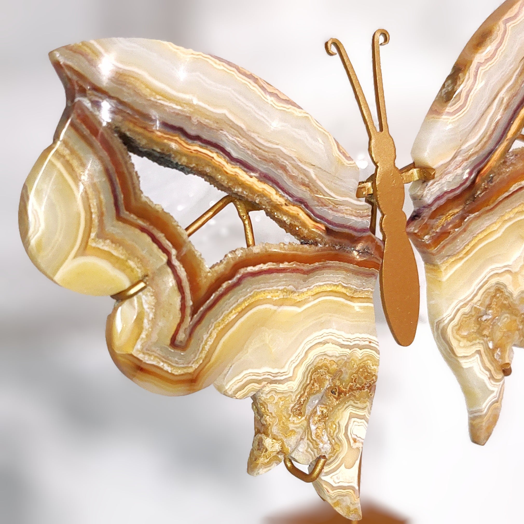 Yellow Crazy Lace Agate Wings 1