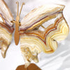 Yellow Crazy Lace Agate Wings 1