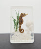 Luna Lovewitch Enchanted Creatures ~ Seahorse in resin