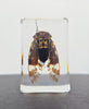 Luna Lovewitch Enchanted Creatures ~ Cicada in resin