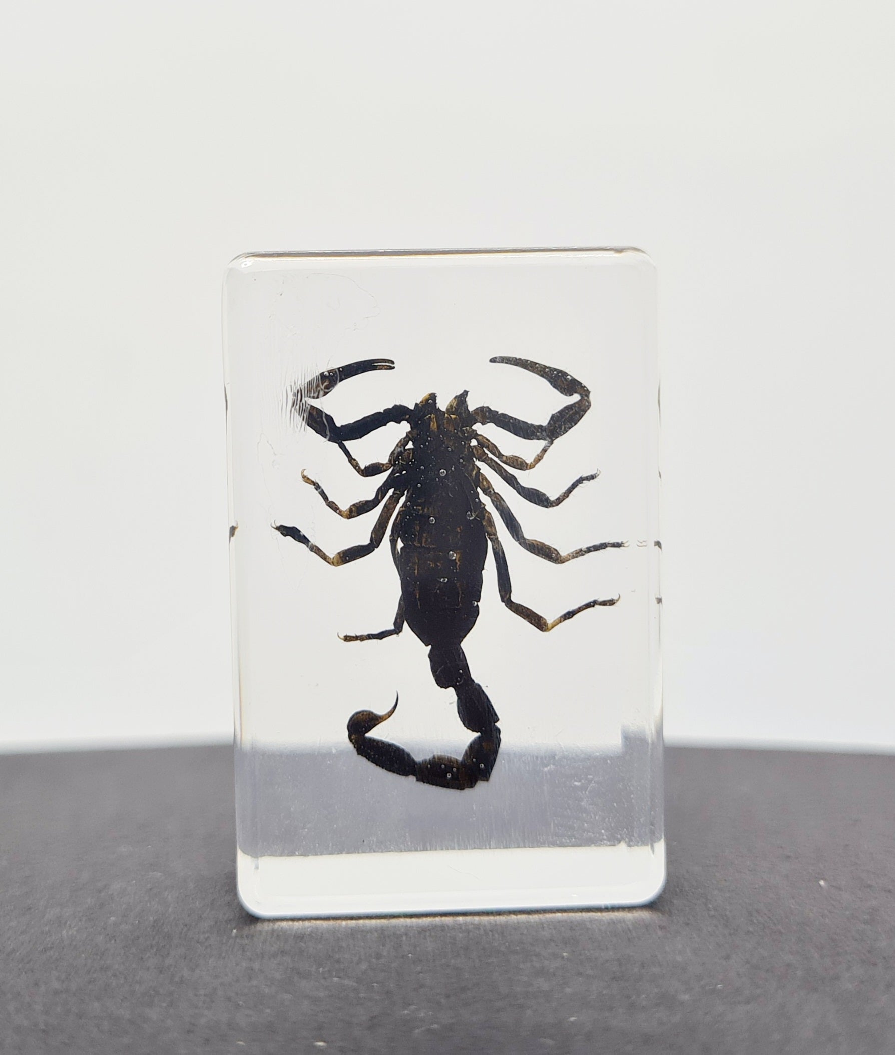 Luna Lovewitch Enchanted Creatures ~ Scorpion in resin