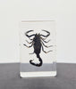 Luna Lovewitch Enchanted Creatures ~ Scorpion in resin