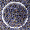 Luna Lovewitch Enchanted Herbs - Lavender