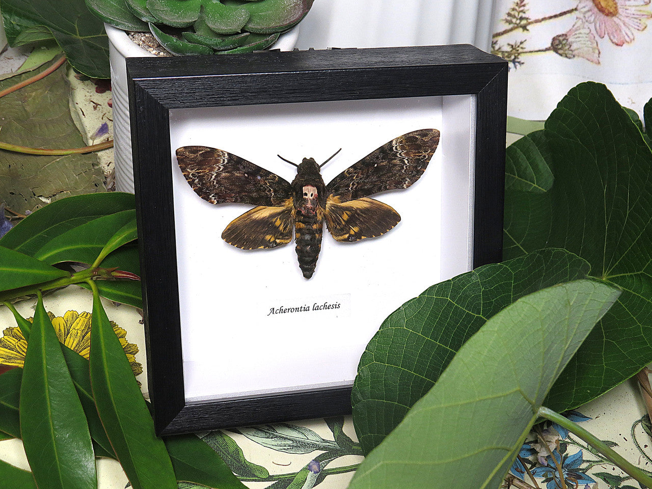 Luna Lovewitch Enchanted Creatures - Deaths Head Hawk Moth - Acherontia Lachesis