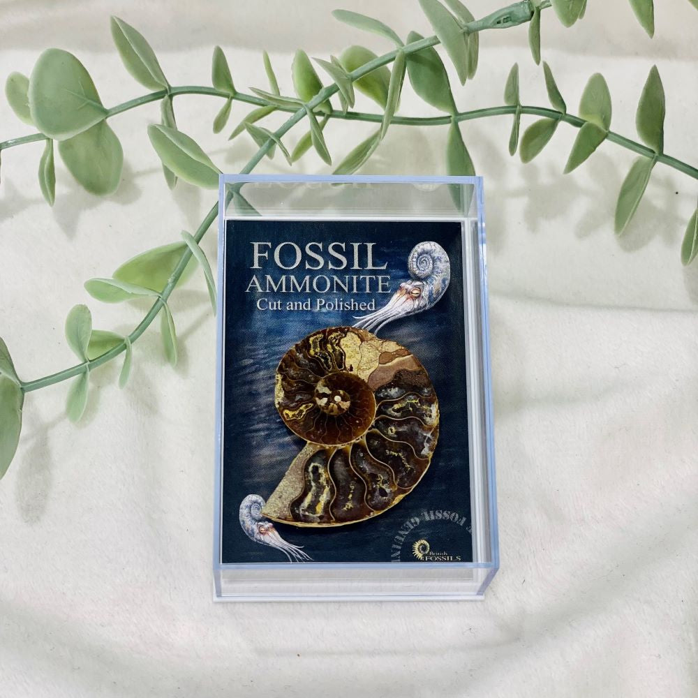 Gift boxed fossils 2 varieties