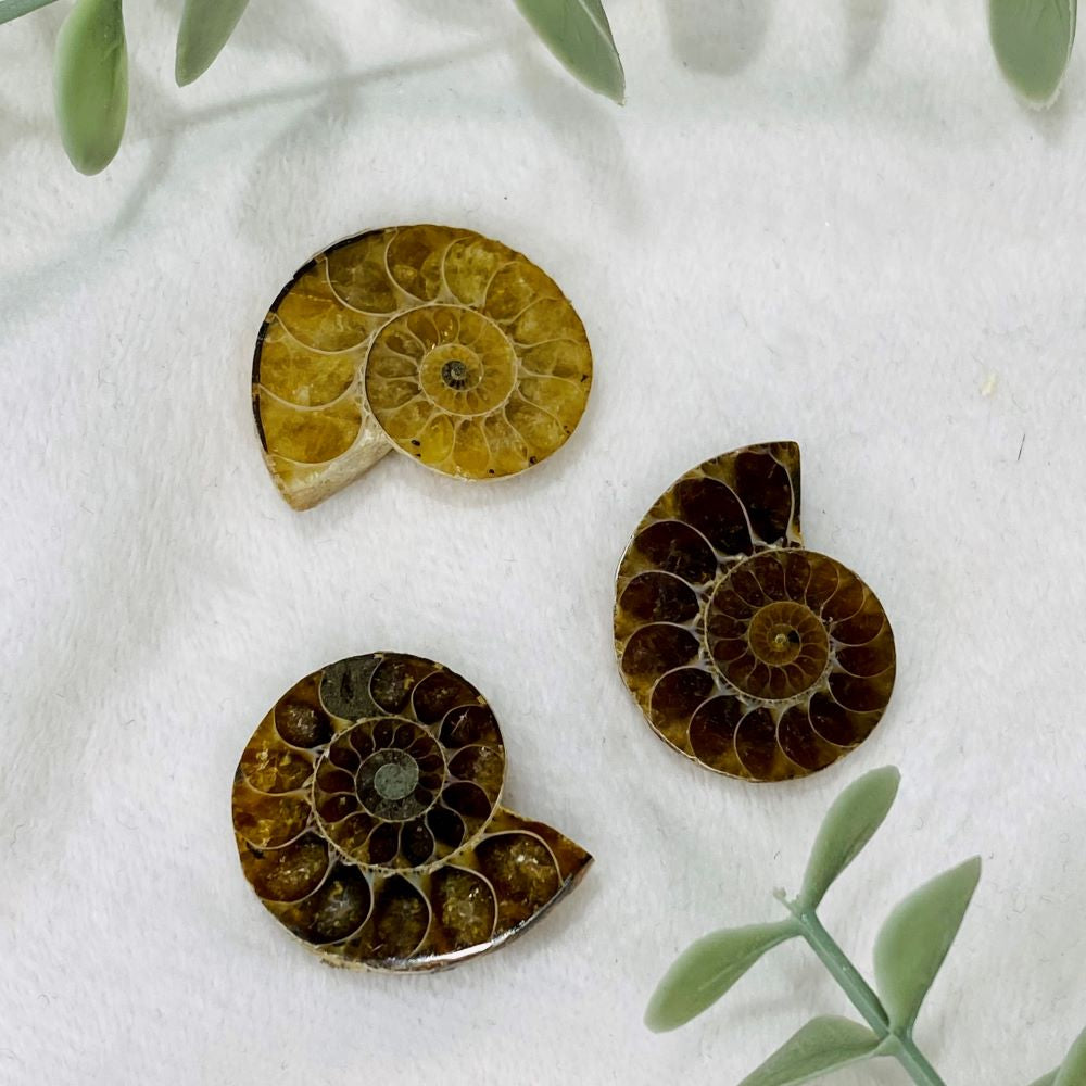 Ammonite fossil halves from Madagascar